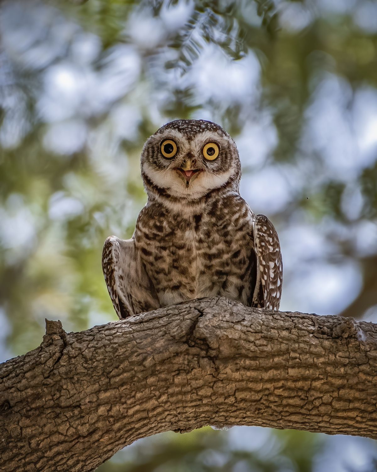 Spotted owlet (17)
